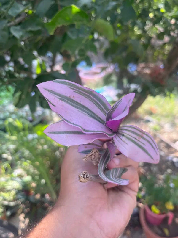 TRADESCANTIA NANOUK PINK (Bare Rooted) – Plant Orbit