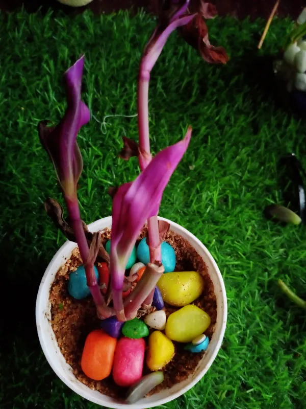 TRADESCANTIA NANOUK PINK (Bare Rooted) – Plant Orbit