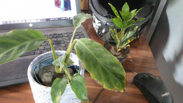 Calathea compact star  Plant Orbit