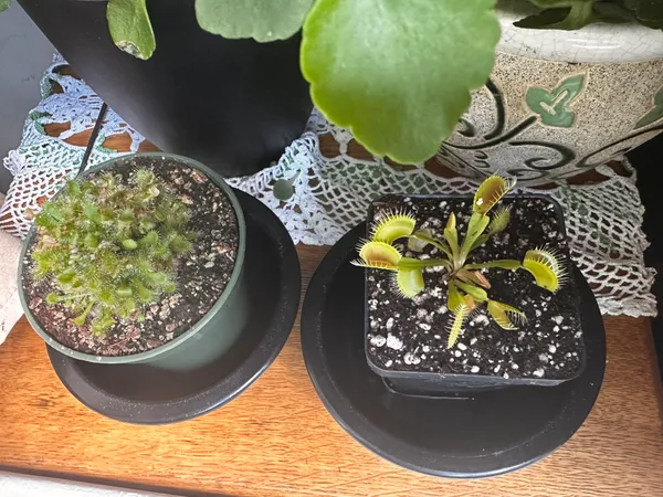 Venus Flytrap, Dionaea muscipula, live carnivorous plant, potted  Blue  Ridge Exotics