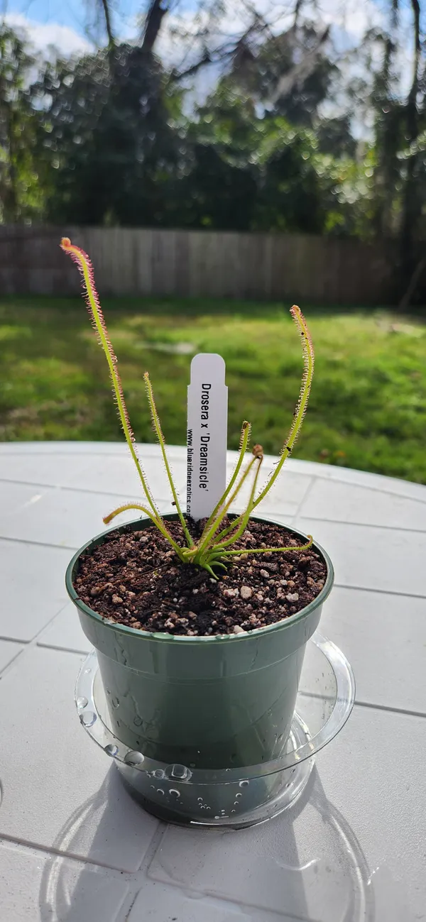 新品未使用・激レア】Red Sound CyclOOpS ループサンプラー Drosera x Dreamsicle, Thread leaf sundew, live carnivorous plant