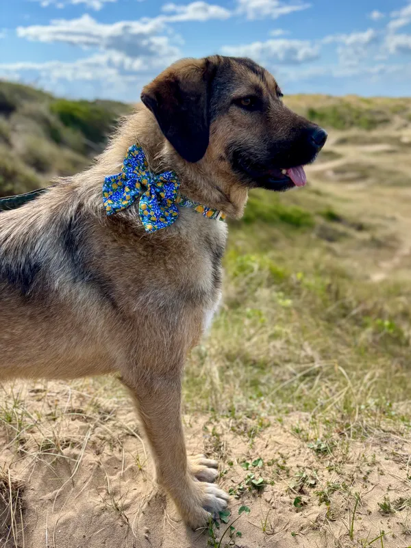 Amalfi Lemon Dog Collar | Cocopup London