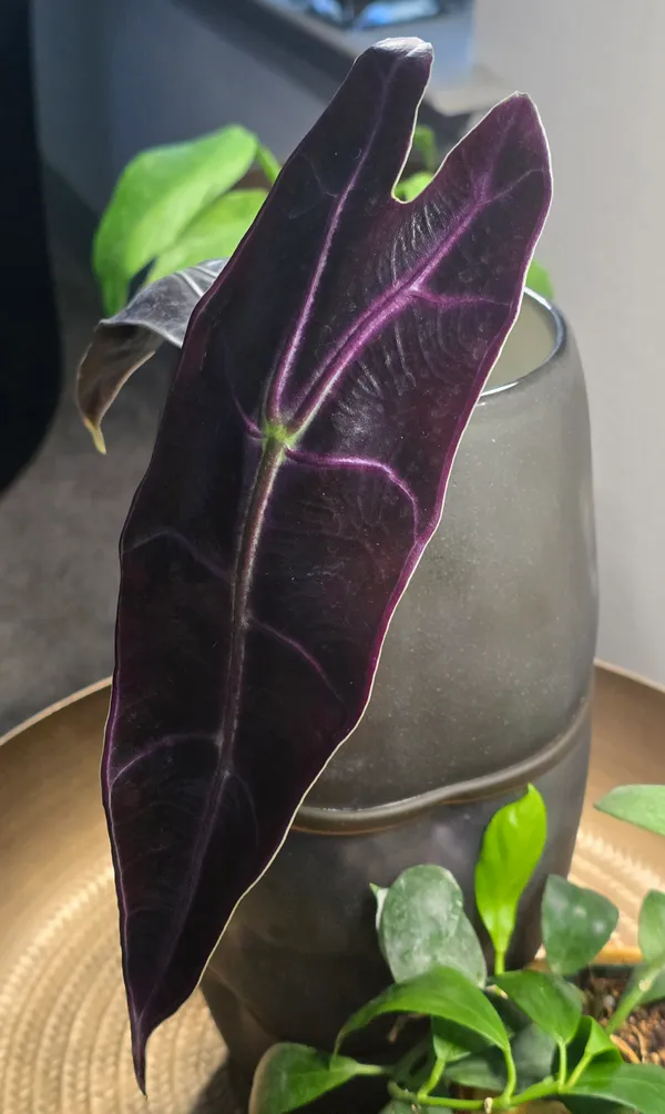 Alocasia Longiloba Purple / Black Cobra - TEG | Purple Leaves