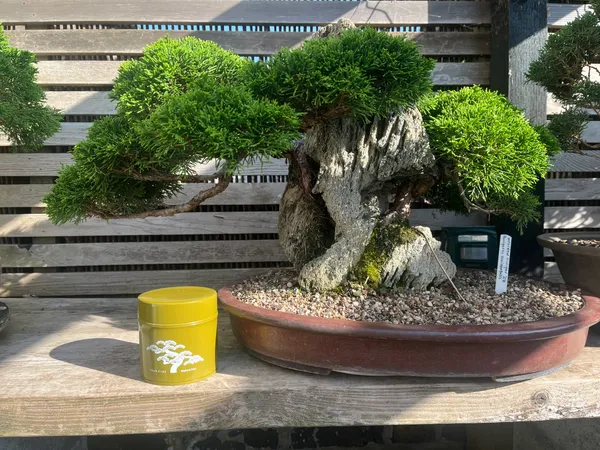 Sencha (Green Tea) - Sukiya | Keiko Uchidasu
